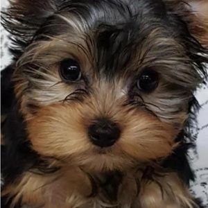 Meet your Posher, Phoenix